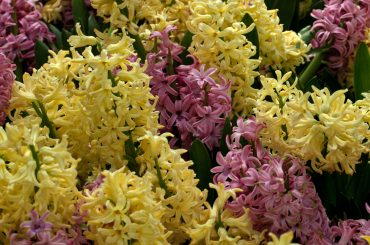 How To Grow & Care For Hyacinth Plants