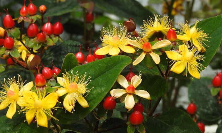 How To Grow & Care For Hypericum 'St. John's Wort'