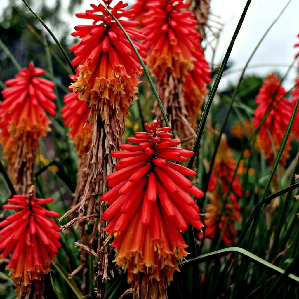 How To Grow & Care For Kniphofia 'Red Hot Poker'