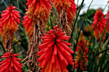 How To Grow & Care For Kniphofia 'Red Hot Poker'