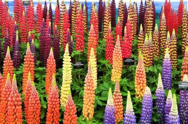 How To Grow & Care For Lupins