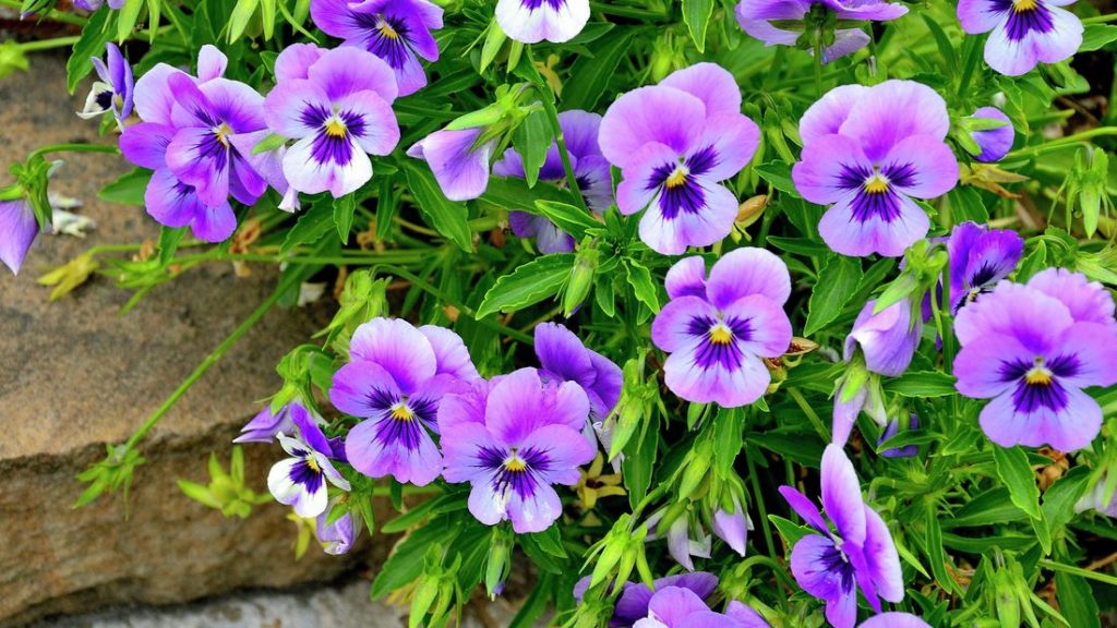 Are Pansies Perennial? A Beginner's Guide to Pansy Gardening The Arches