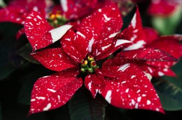 How To Grow & Care For Poinsettia