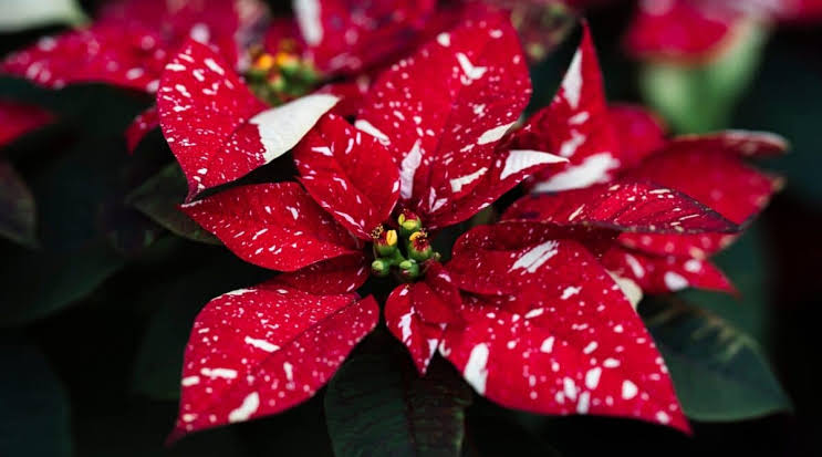 How To Grow & Care For Poinsettia
