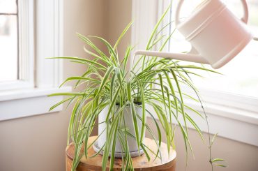 How To Grow & Care For Spider Plants