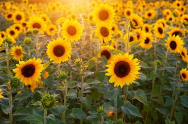 How To Grow & Care For Sunflowers