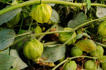 How To Grow & Care For Tomatillo Plants