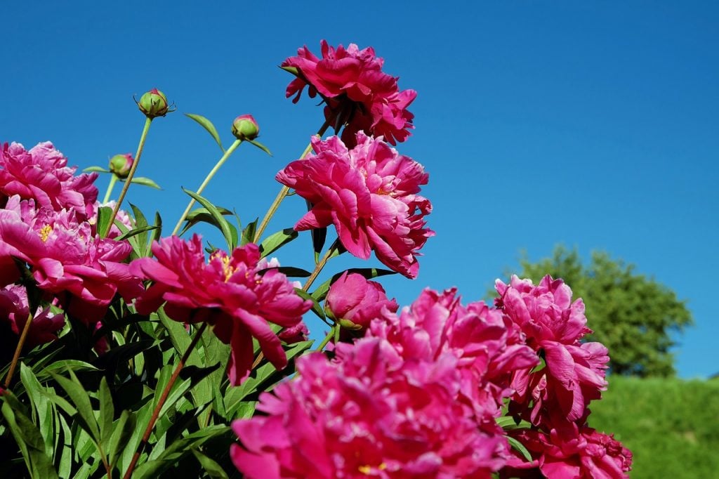 How To Grow & Care For Tree Peonies