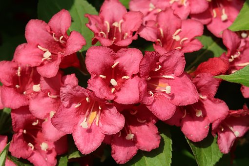 How To Grow & Care For Weigela Shrubs