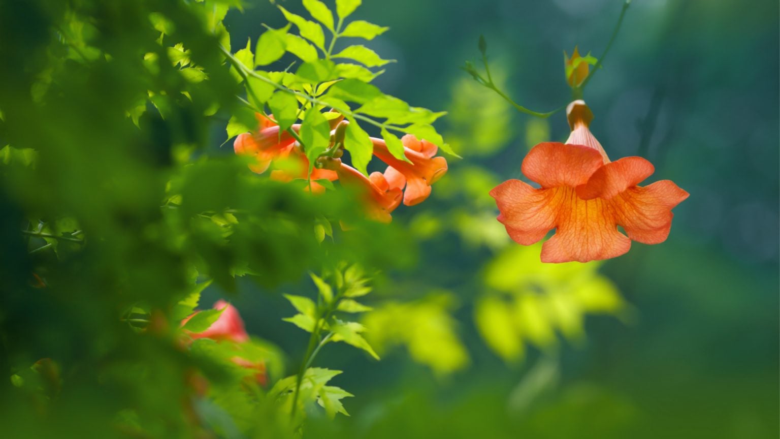 How To Grow & Care for Campsis Trumpet Vines A Beginner's Guide The