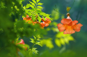 How To Grow & Care for Campsis Trumpet Vines: A Beginner's Guide