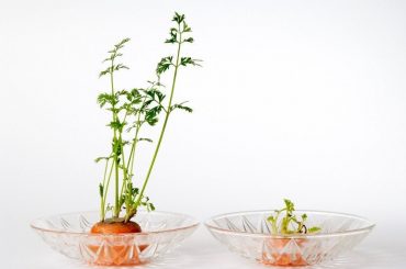 How To Grow Carrots From Carrot Tops