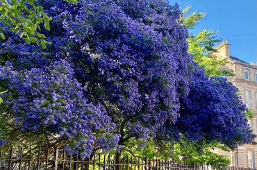 How To Grow Ceanothus 'California Lilac'