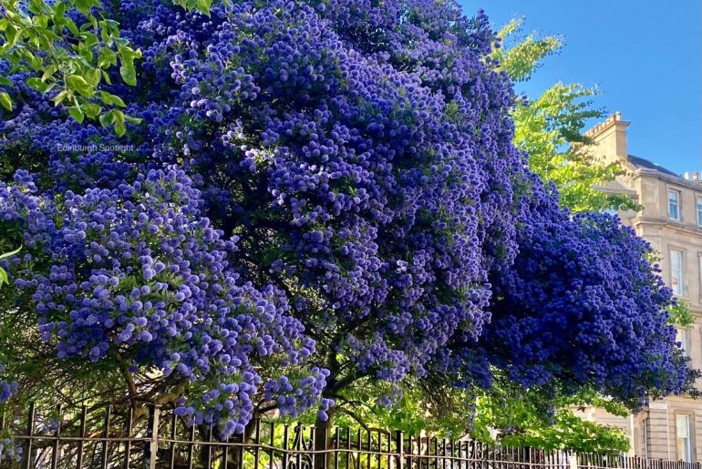 How To Grow Ceanothus 'California Lilac'