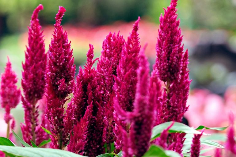 How To Grow Celosia 'Woolflower'