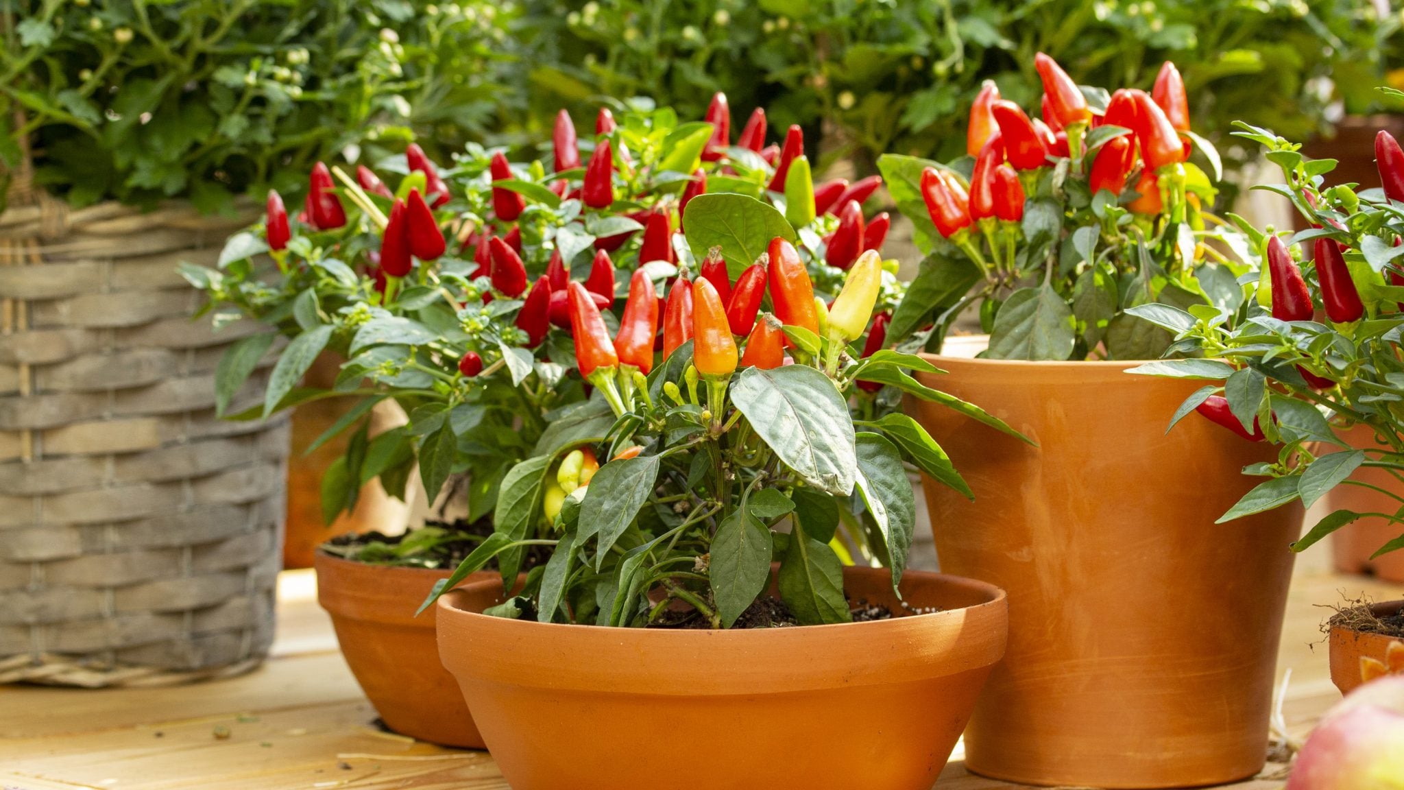 11 Tasty Chilli Varieties by Heat Ranked: From Mild to Wild - The Arches