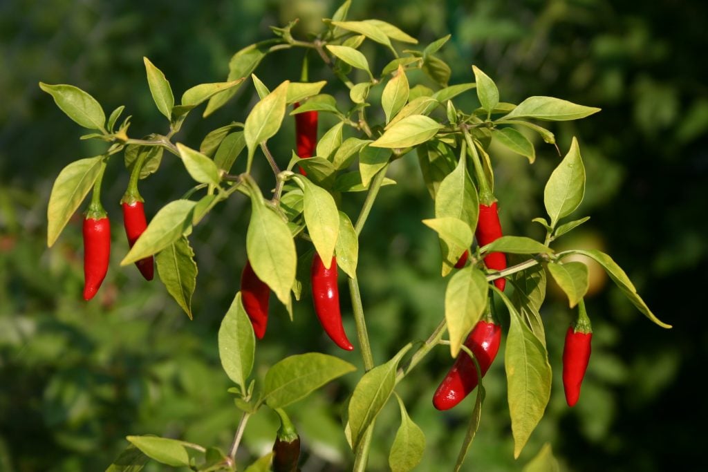 A Beginner's Guide to Growing Chillies In Containers The Arches