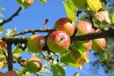 How To Grow Cordon (Columnar) Fruit Trees