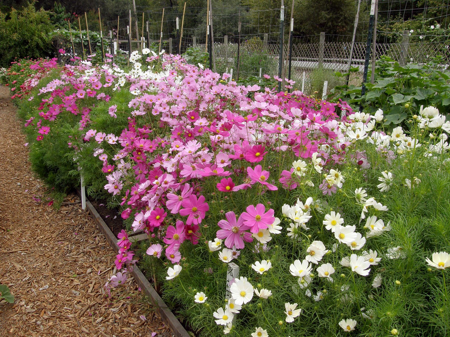 5 Easy Steps For Growing Cosmos From Seeds TheArches