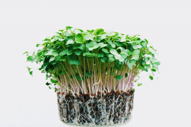 How To Grow Cress At Home