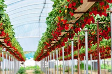 Learn how to grow juicy and delicious strawberries hydroponically with our easy to follow DIY guide.