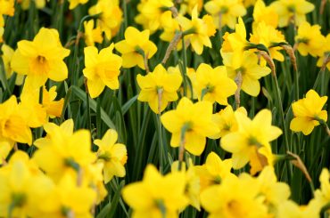 How To Grow Daffodils In Pots