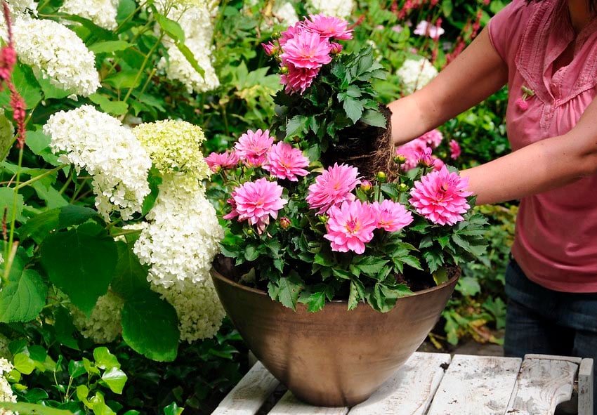 How to Grow Dahlias in Pots and Containers - Step-By-Step Guide - TheArches