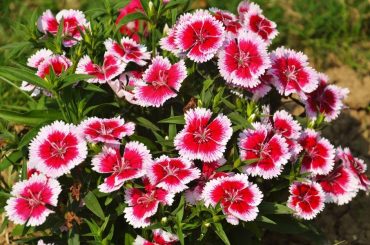 How To Grow Dianthus In Containers