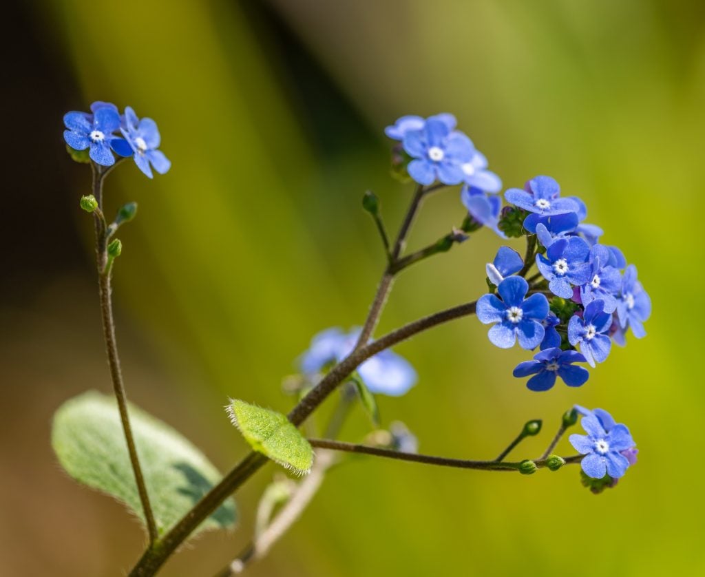 How To Grow Forget-Me-Nots From Seed