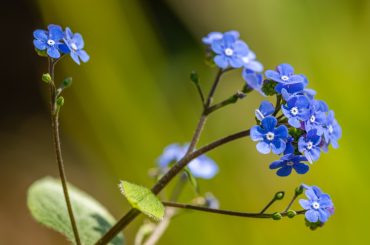 How To Grow Forget-Me-Nots From Seed