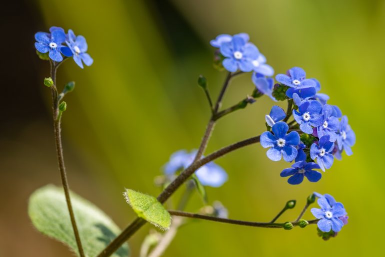 How To Grow Forget-Me-Nots From Seed