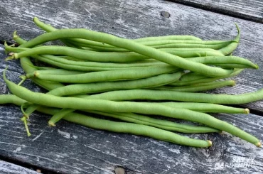 How To Grow French Beans From Seed