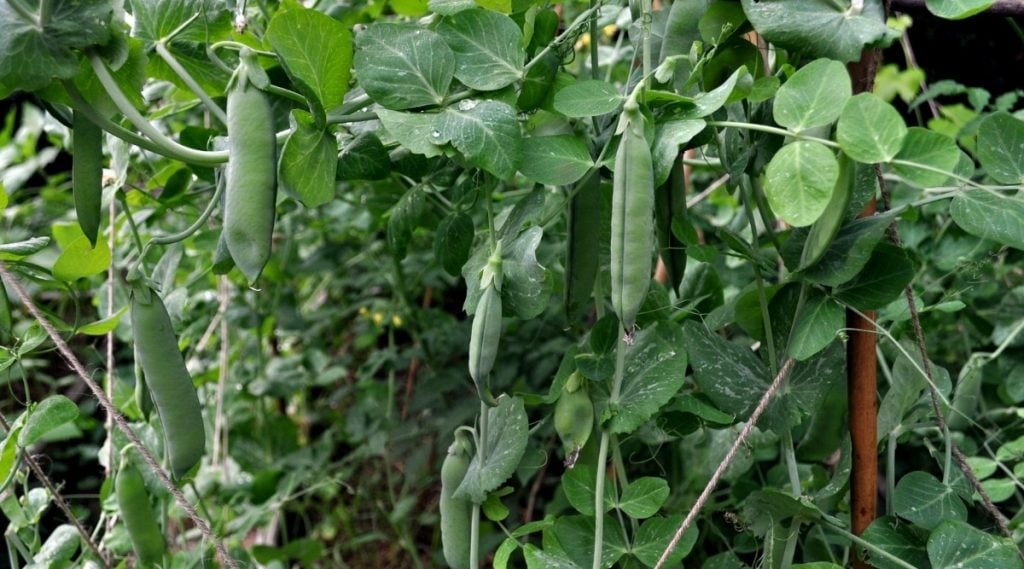 How To Grow Garden Peas