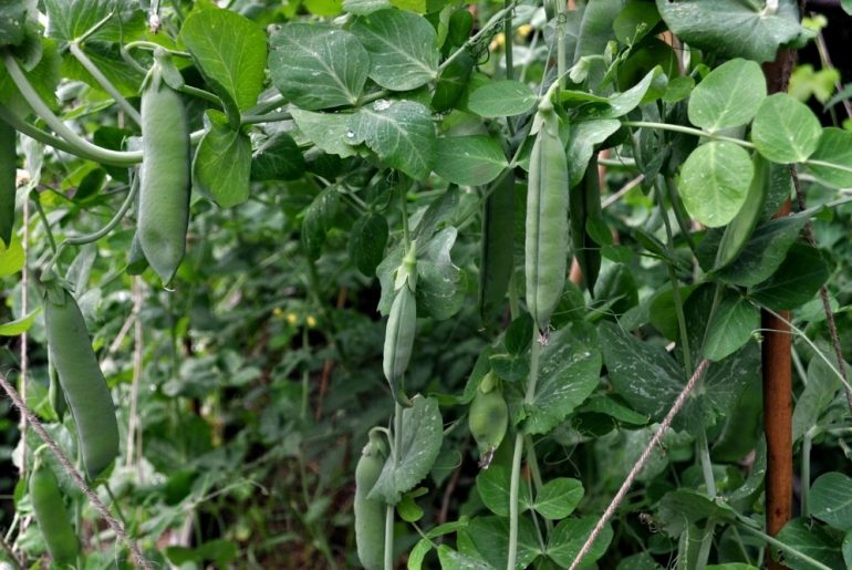 How To Grow Garden Peas