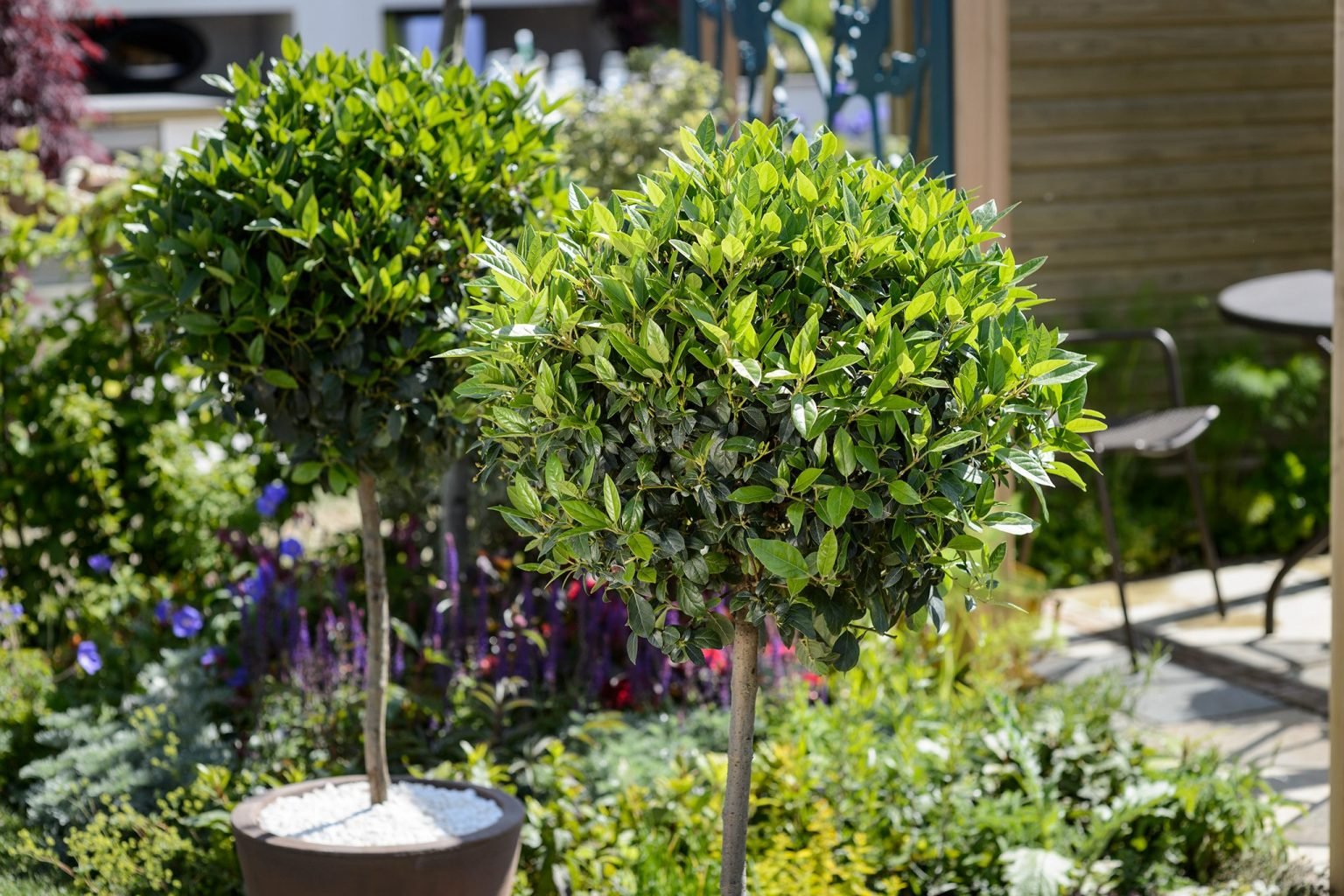 The Ultimate Guide to Growing Bay Trees (Laurus Nobilis) - The Arches