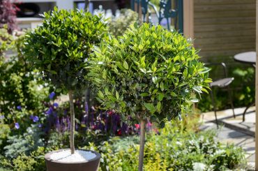 How To Grow Laurus Nobilis 'Bay Tree