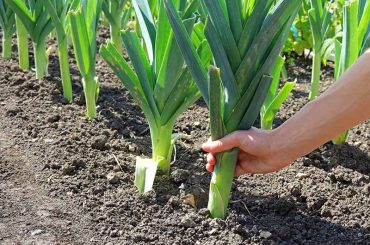 How To Grow Leeks In A Vegetable Garden