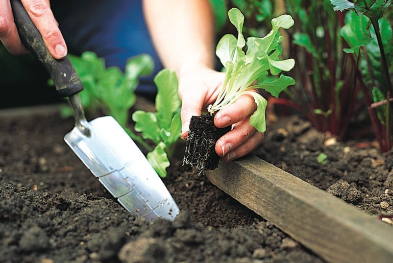 How To Grow Lettuce Plants At Home
