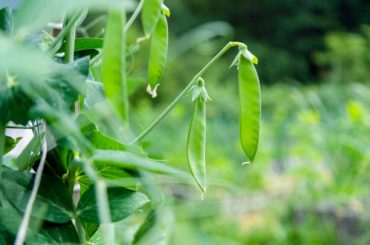 How To Grow Mangetout Plant Easily