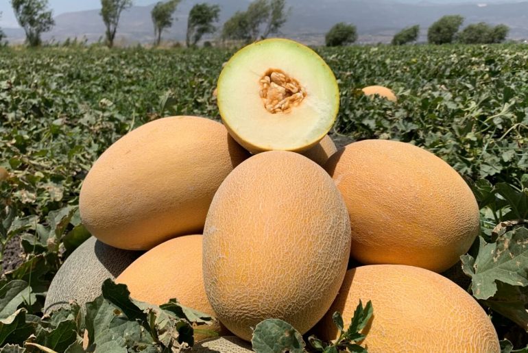 How To Grow Melons