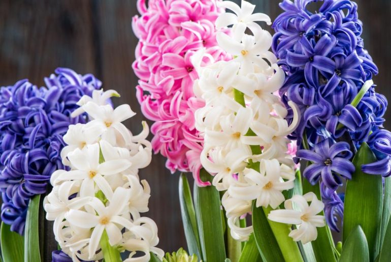 How To Grow Muscari + Care Guidelines