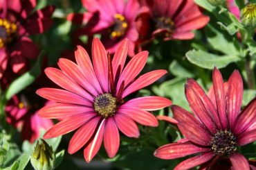 How To Grow Osteospermum From Seed