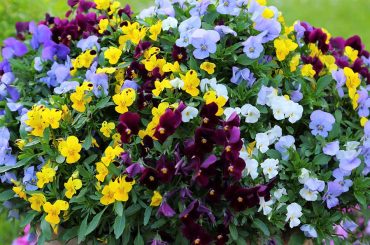 How To Grow Pansies From Seed