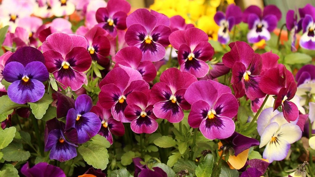 10 Tips for Successfully Growing Pansies In Containers The Arches