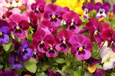 How To Grow Pansies In Containers