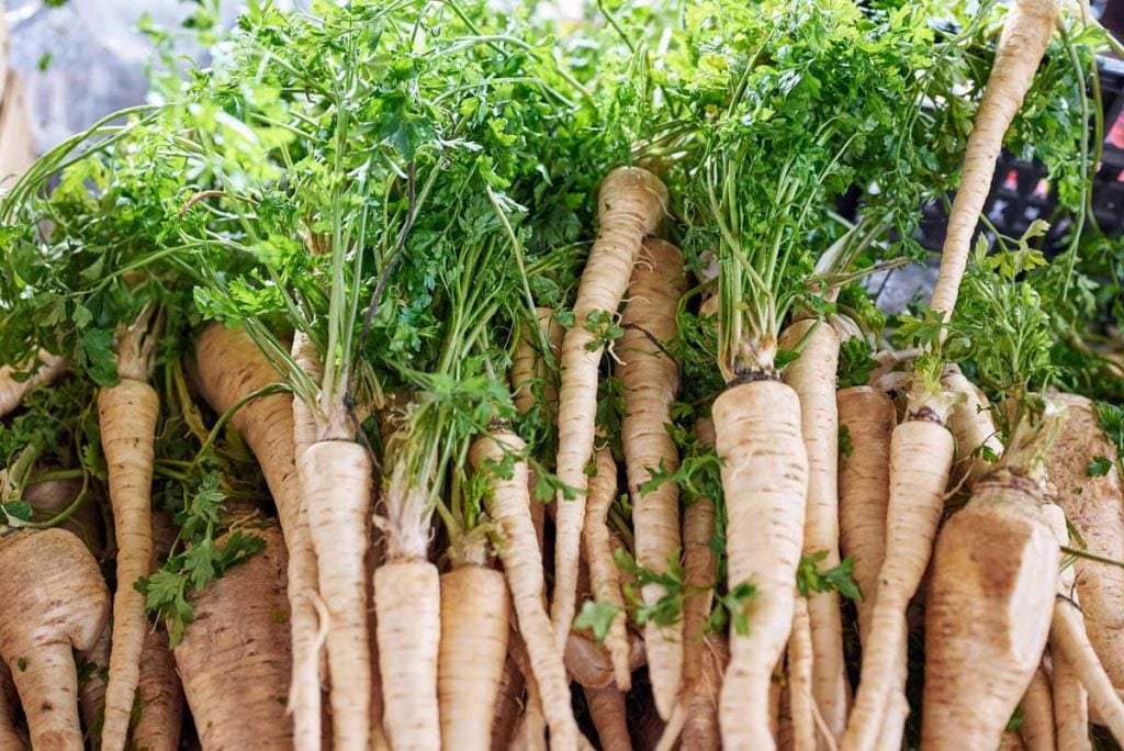 How To Grow Parsnips In Your Garden