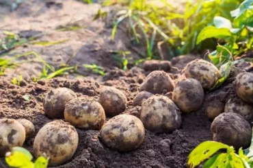 Looking to grow potatoes? Check out our beginner's guide on how to grow potatoes. Start your potato-growing journey now!