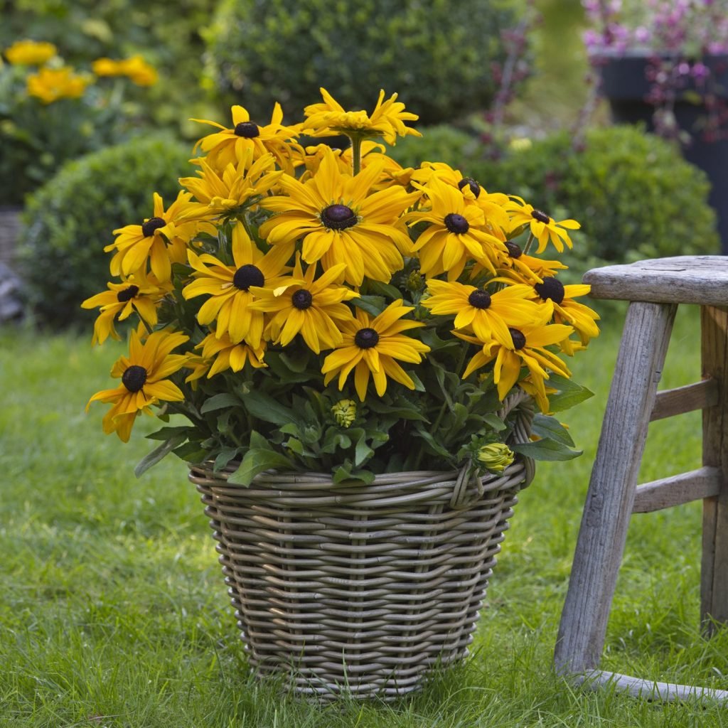 How To Grow Rudbeckia 'Black Eyed Susan'