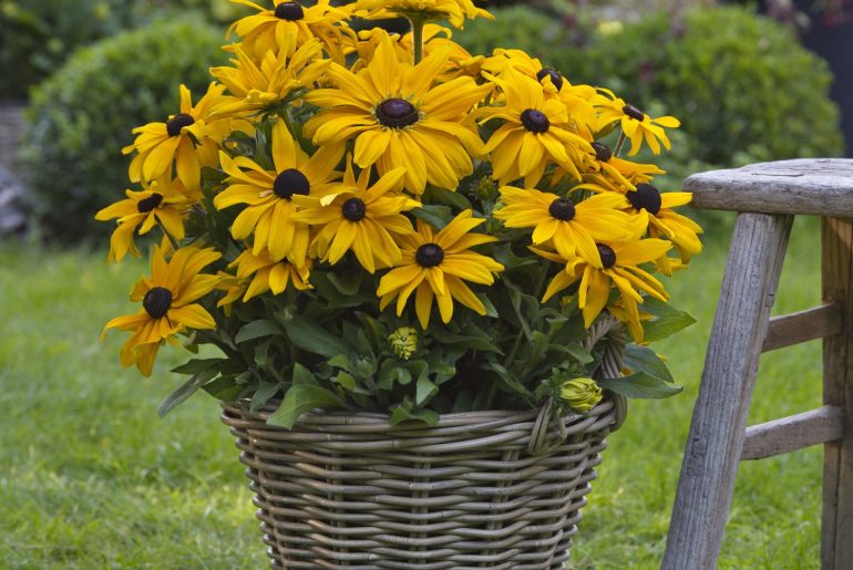 How To Grow Rudbeckia 'Black Eyed Susan'