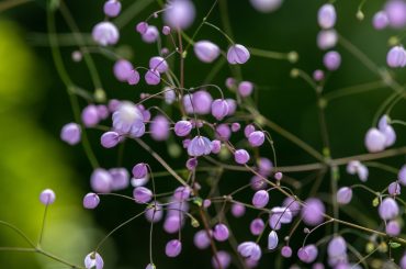 How To Grow Thalictrum 'Meadow Rue' Plant